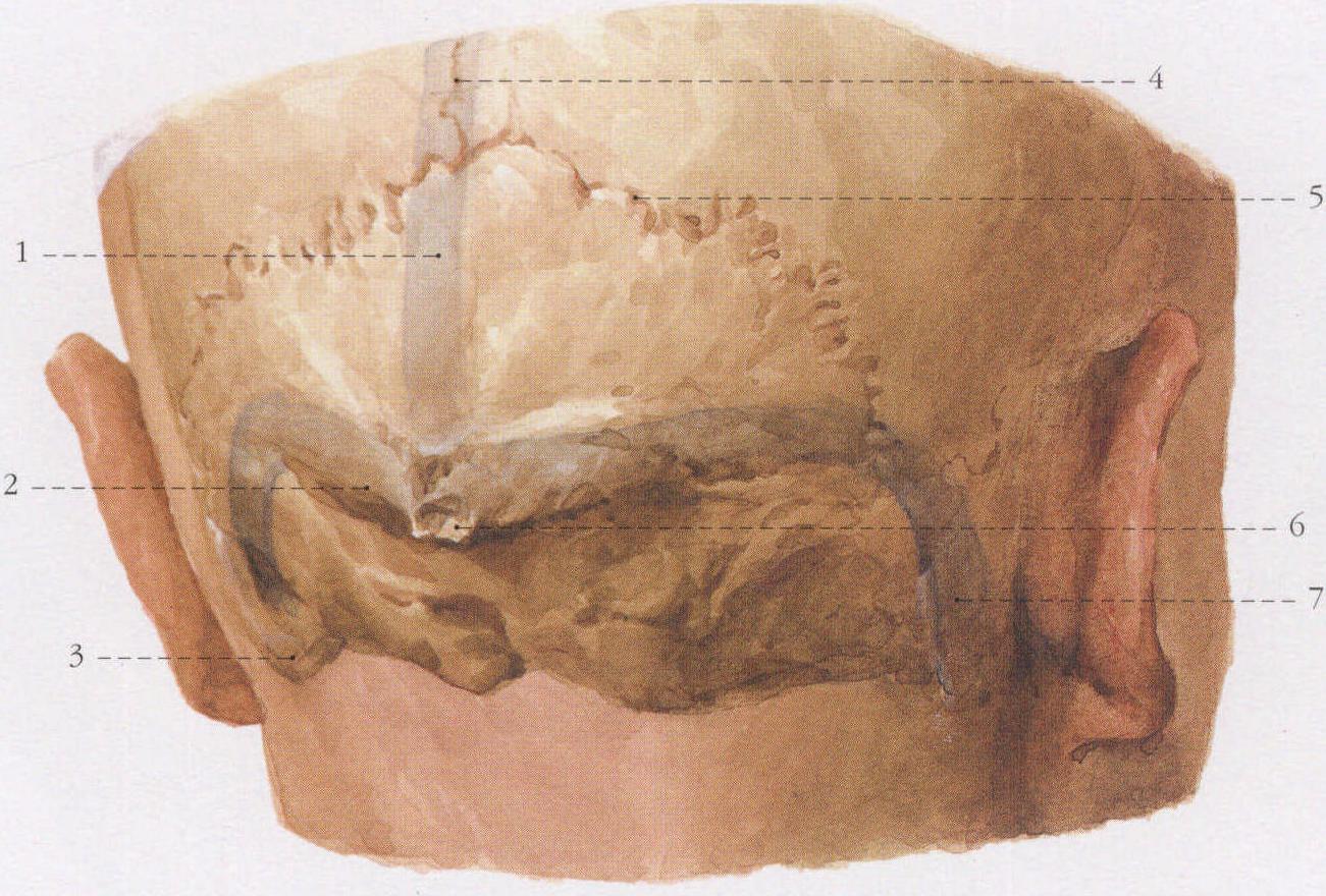 矢状窦、横窦和乙状窦的体表投影